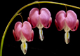 Bleeding Hearts II
